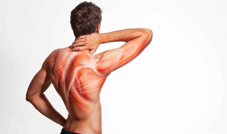mišići leđa – vježbe za bolove