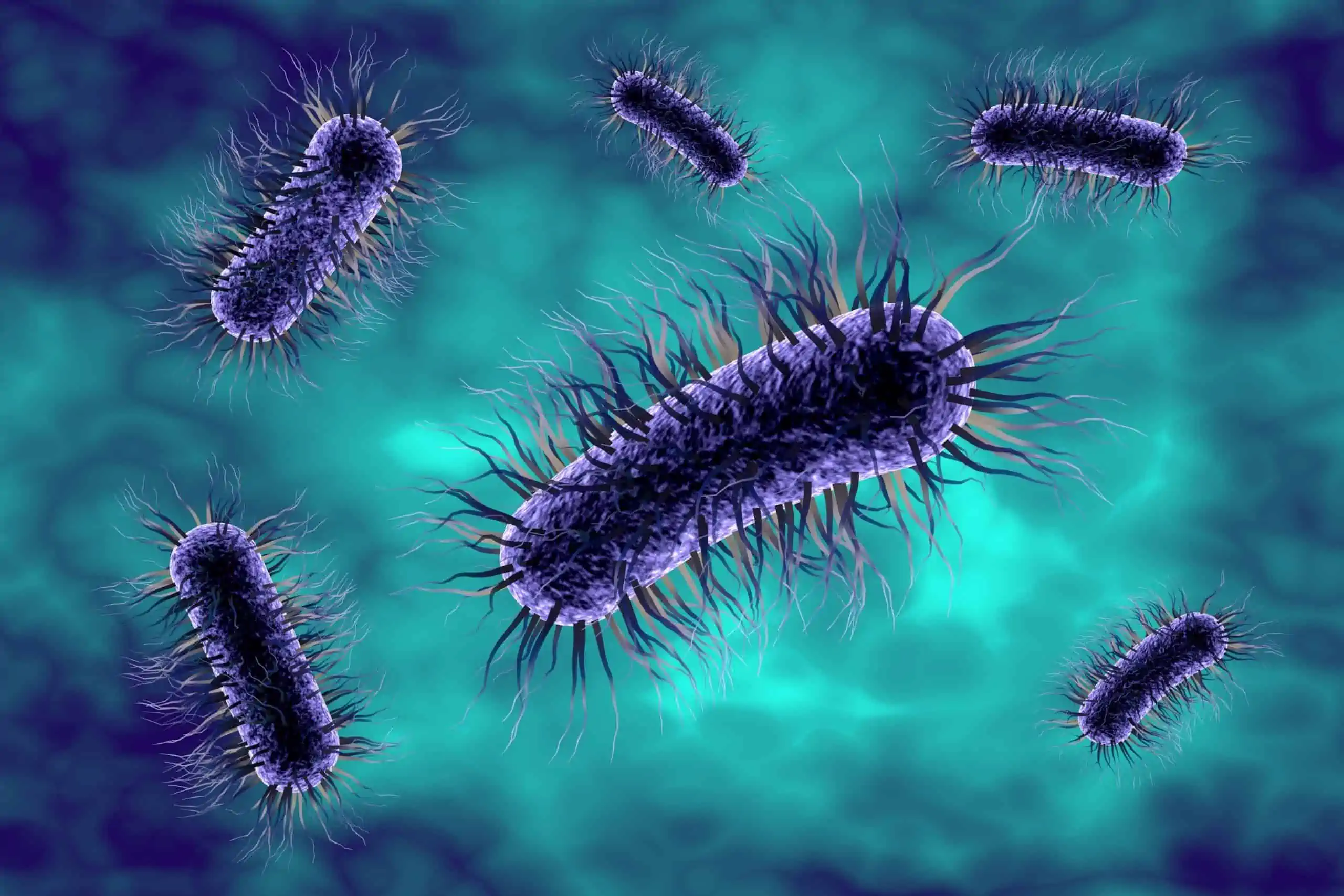 escherichia coli infekcije - uzrok, simptomi, liječenje