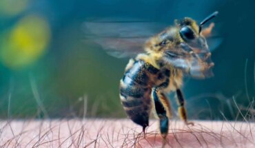 ubodi pčele – simptomi i liječenje