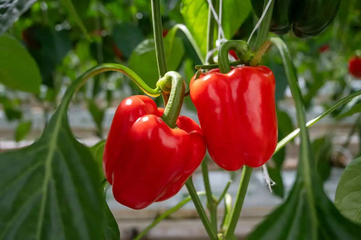 Zašto je paprika zdrava – AdresarSporta.rs