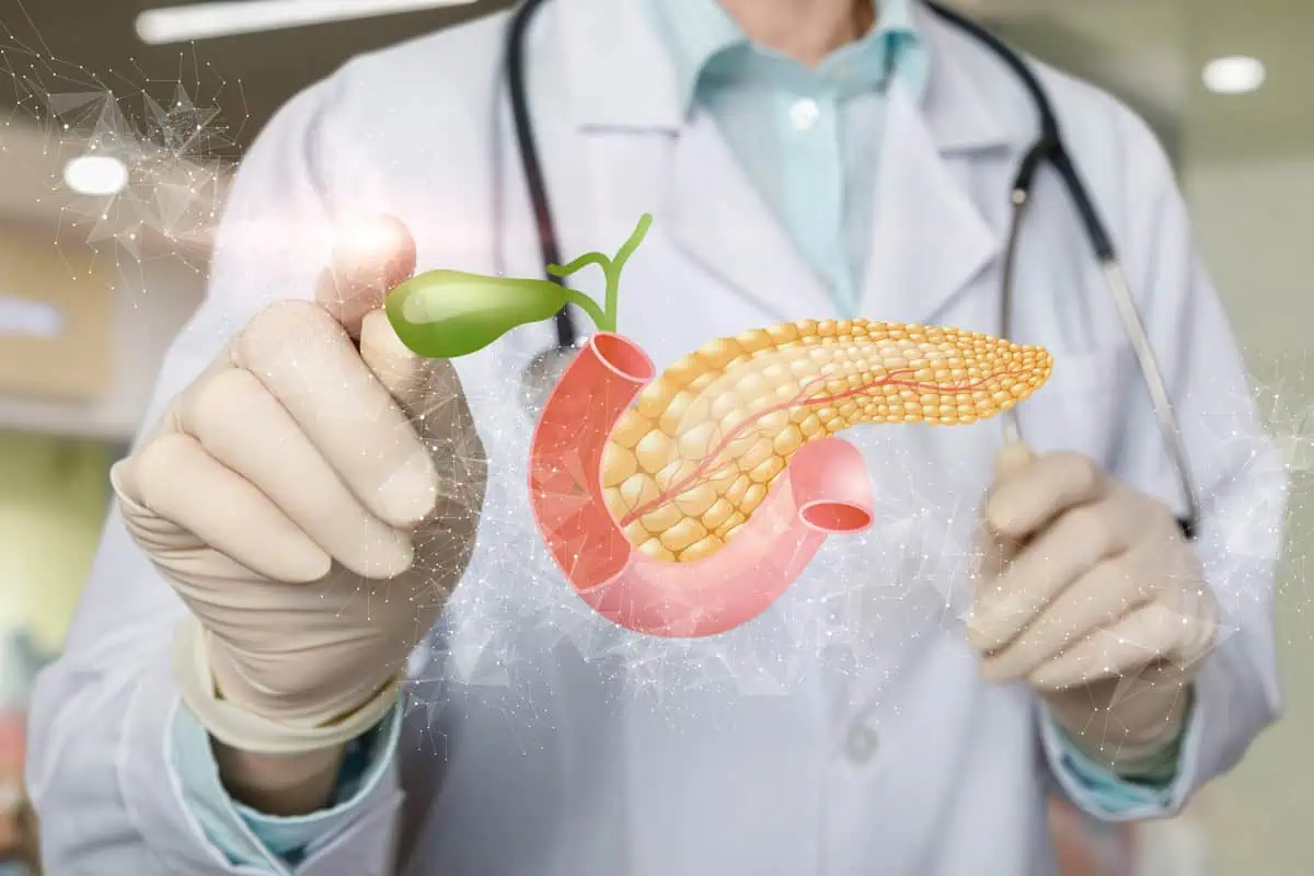 Pankreas gdje se nalazi – AdresarSporta.rs